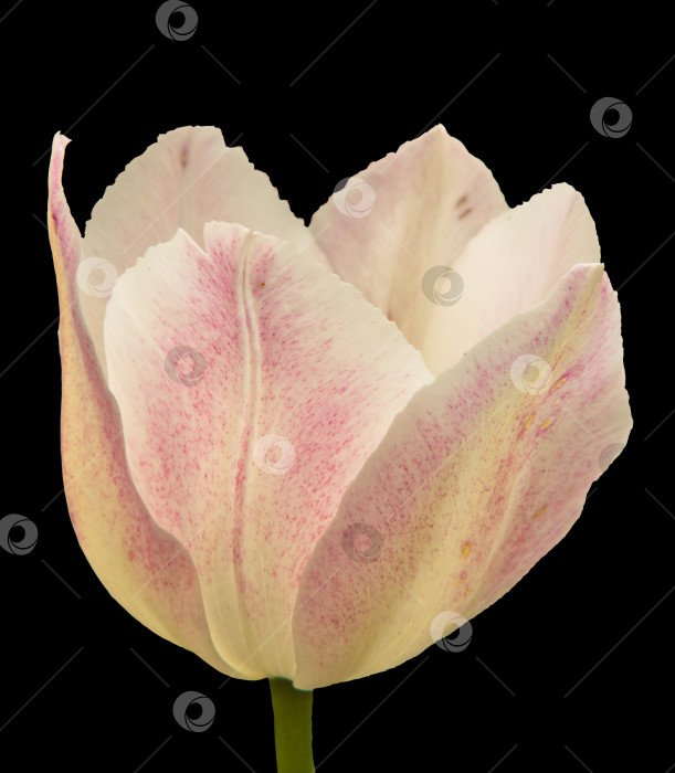 Скачать Бутон белого цветка тюльпана с розовыми крапинками, изолированный на  фотосток Ozero