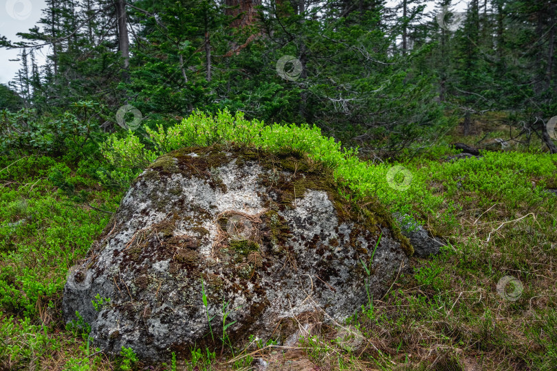 Скачать Гранитный валун в лесной чаще, покрытый мхом и кустарником фотосток Ozero