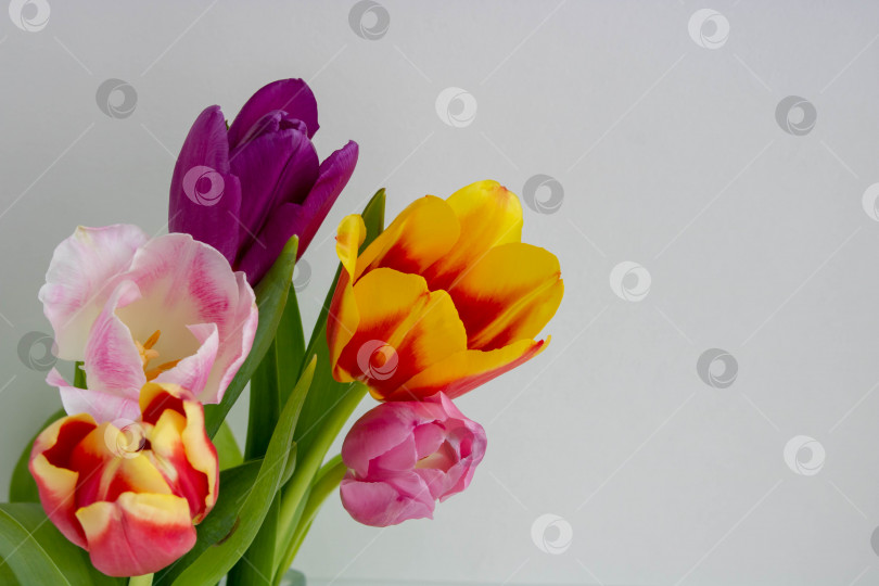 Скачать Поле ярких весенних тюльпанов, уходящее вдаль в качестве нижней границы на белом фоне с copyspace.пространство для текста фотосток Ozero