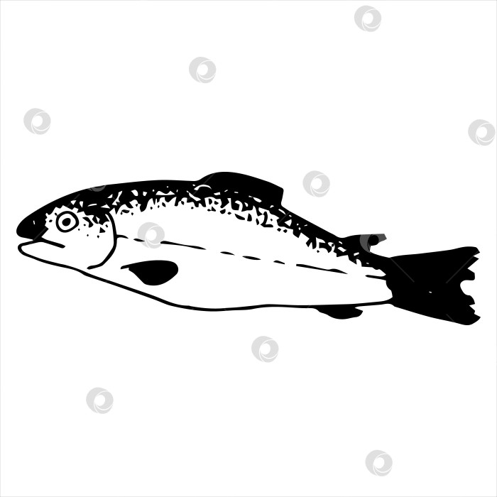 Скачать Единственным векторным элементом является рыба горбуша. фотосток Ozero
