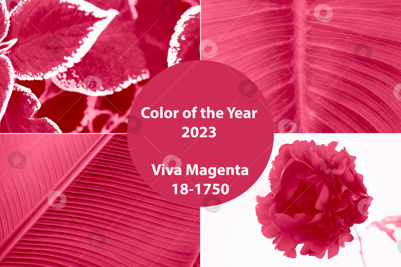 Скачать Коллаж, демонстрирующий модный цвет 2023 года - Viva Magenta. Трендовый цвет 2023. фотосток Ozero