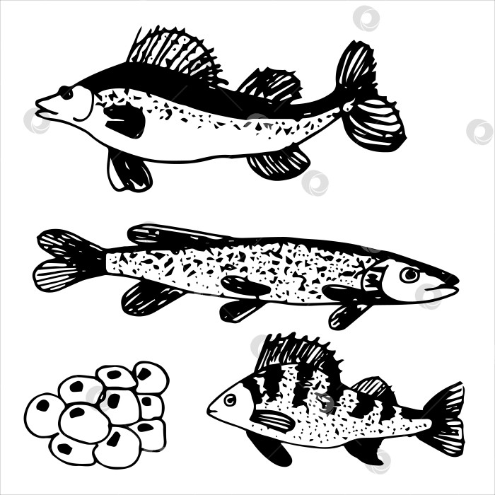 Скачать Векторный набор рисунков речной рыбы и икры. фотосток Ozero