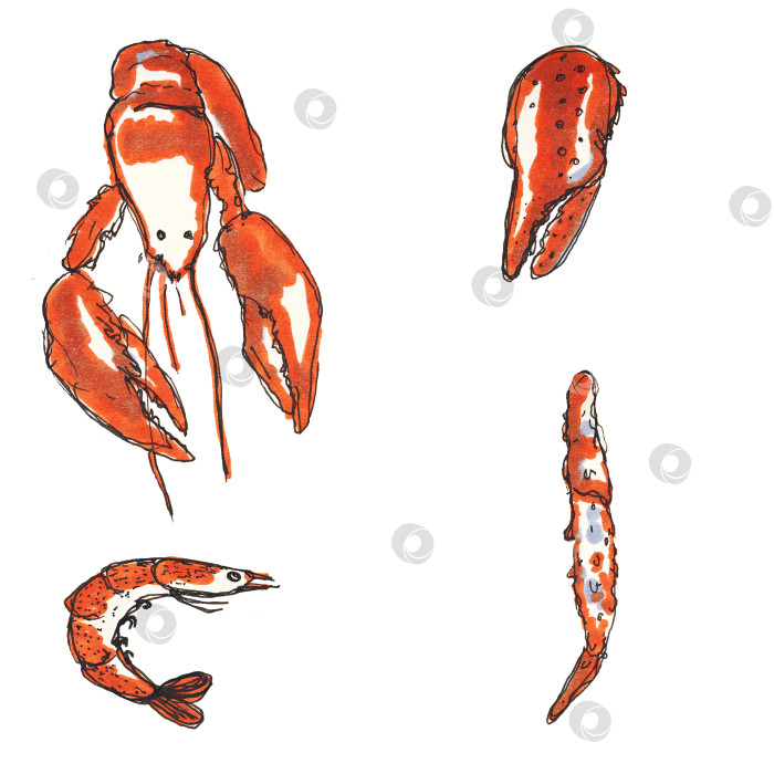 Скачать акварельный набор морепродукты креветки фаланга клешни краба фотосток Ozero