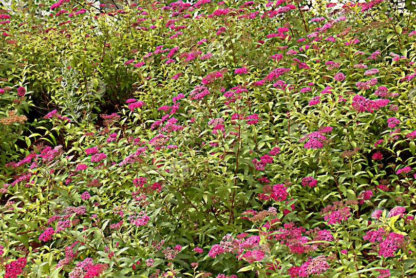Скачать Красивые разноцветные цветы и растения фотосток Ozero
