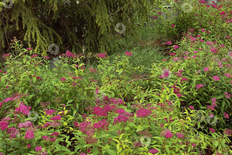 Скачать Бардовые  цветы   и растения, если в саду фотосток Ozero