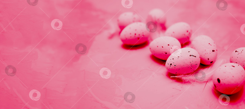 Скачать Перепелиные яйца, окрашенные в модный цвет 2023 года - Viva Magenta. Пасха 2023 года. Концепция смены цветов года. Демонстрация цветов 2023 года - Viva Magenta фотосток Ozero