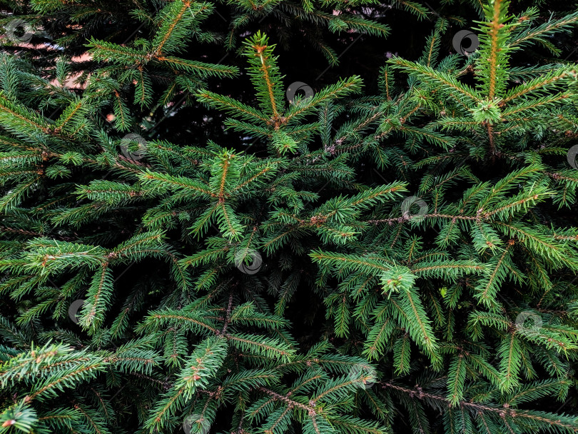 Скачать Фон с ветвями зеленых колючих рождественских елок, горизонт фотосток Ozero