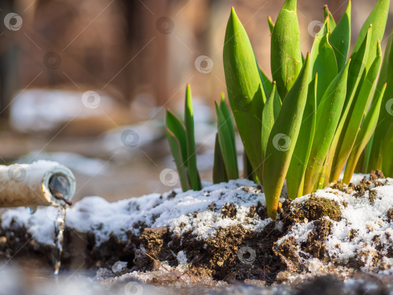 Скачать Зеленые побеги цветов прорастают сквозь землю вместе со снегом в е фотосток Ozero