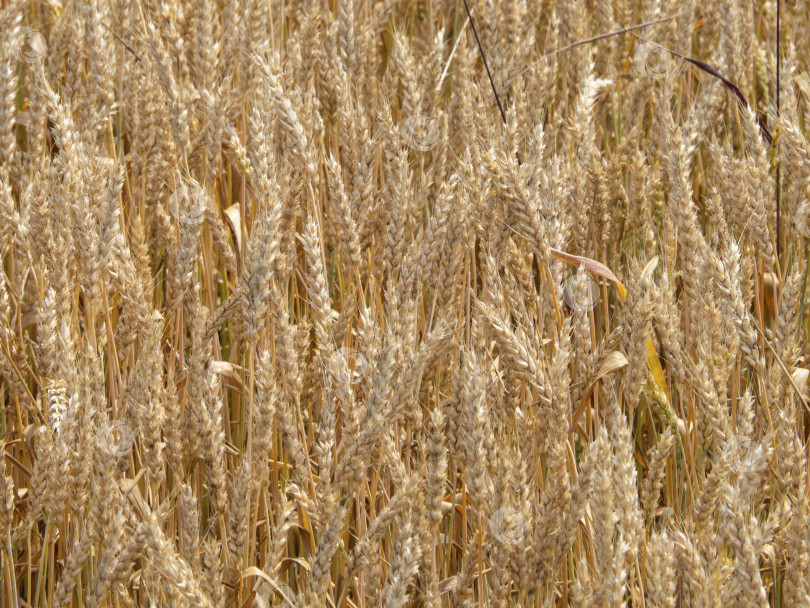 Скачать Спелые колосья пшеницы на поле в качестве фона. Крупный план r фотосток Ozero