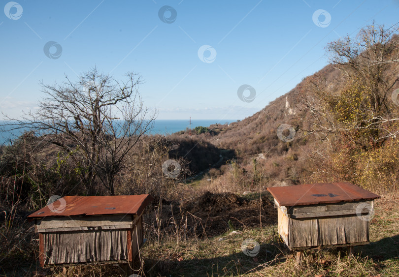 Скачать пасека на берегу моря фотосток Ozero