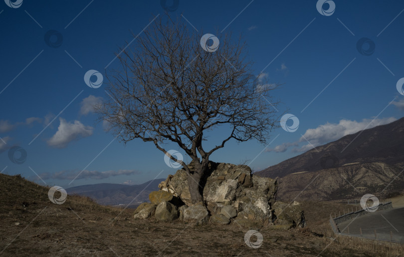 Скачать дерево без листвы фотосток Ozero