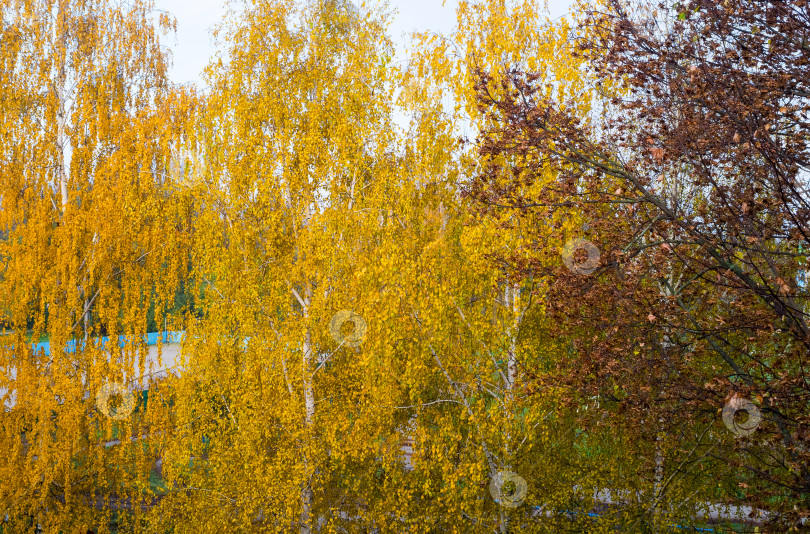 Скачать осенний пейзаж фотосток Ozero