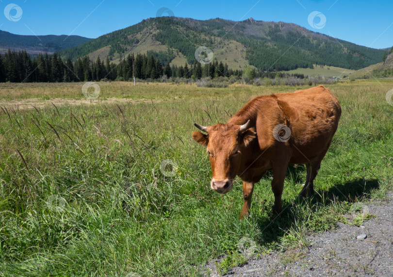 Скачать корова на лугу фотосток Ozero