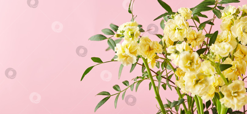 Скачать Букет из желтой маттиолы с веточками зеленых листьев на розовом фоне фотосток Ozero