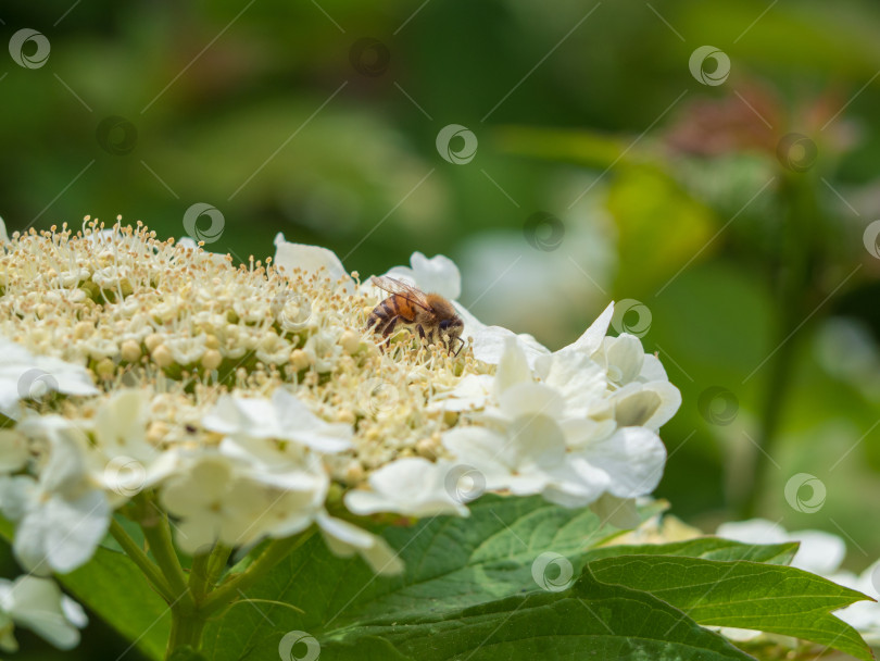 Скачать Пчела опыляет белые цветы на фоне весенней дикой природы фотосток Ozero
