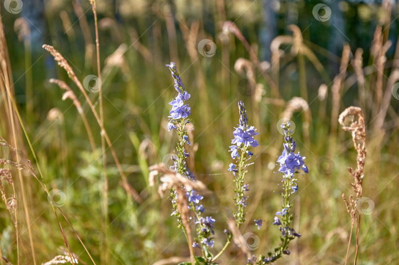 Скачать Вероника широколистная (Veronica austriaca) цветет голубыми цветами фотосток Ozero