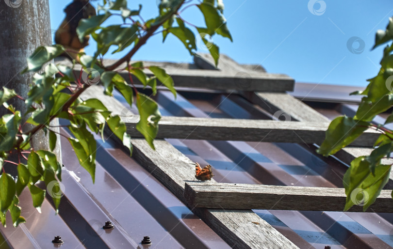 Скачать Бабочка греется на солнышке на крыше дома. фотосток Ozero