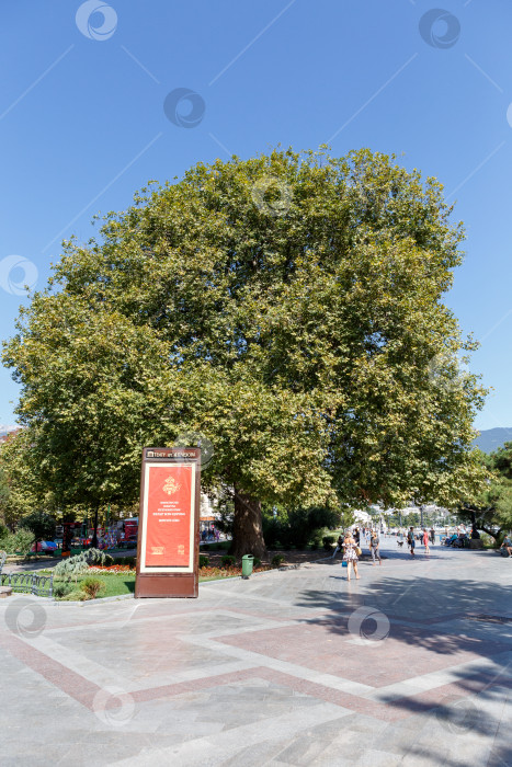 Скачать Ялта, Россия - 22, 09, 20: Platanus orientalis фотосток Ozero