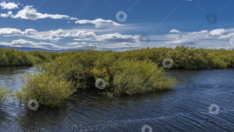 Скачать Заросли пышного кустарника на берегу озера. фотосток Ozero