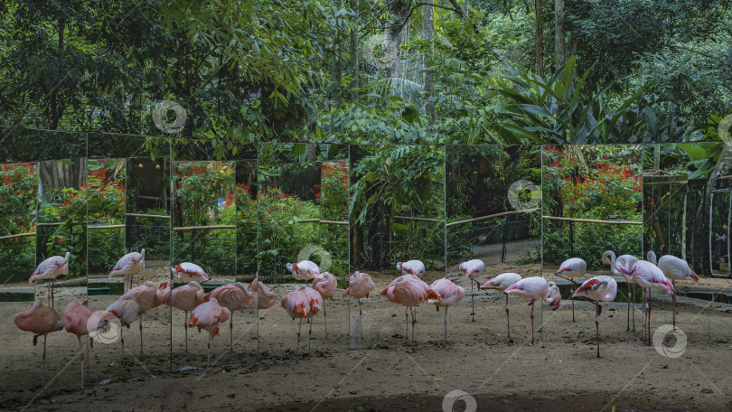 Скачать Стая розовых фламинго в парке птиц фотосток Ozero