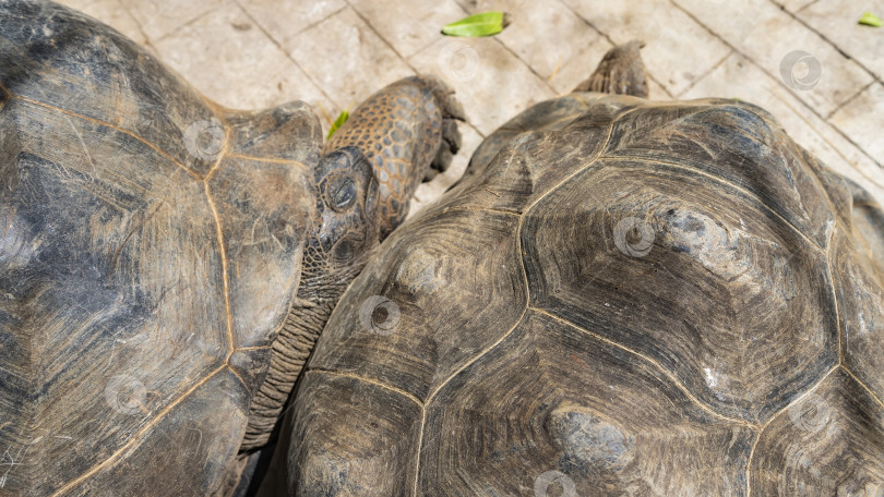 Скачать Две гигантские черепахи Aldabrachelys gigantea отдыхают фотосток Ozero