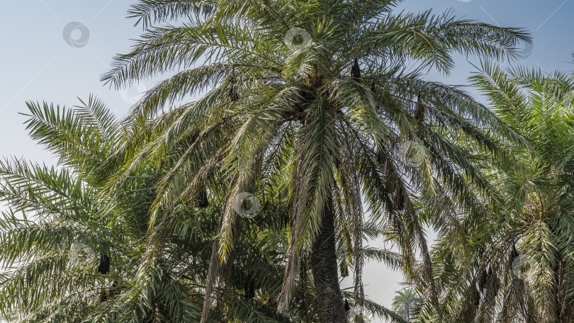 Скачать Кроны пальм на фоне голубого неба. фотосток Ozero