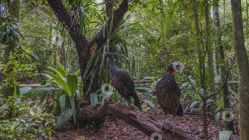 Скачать Две тропические птицы - темноногая гуань (Penelope obscura) фотосток Ozero