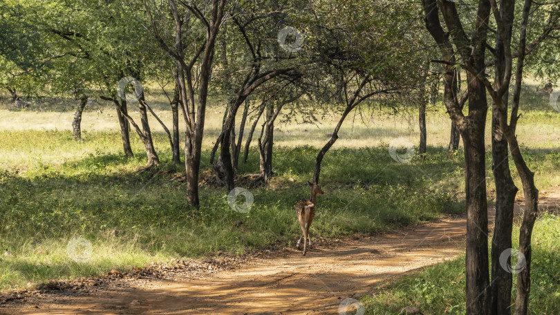 Скачать Пятнистый олень Аксис стоит на грунтовой дороге в джунглях. фотосток Ozero