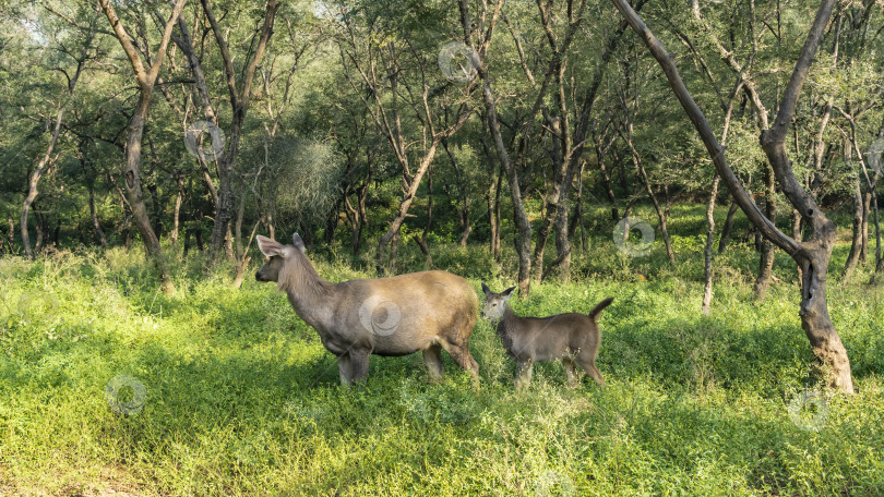 Скачать Самка и детеныш индийского оленя sambar Rusa unicolor фотосток Ozero