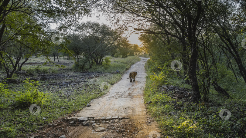Скачать Бенгальский тигр прогуливается по узкой дороге для сафари в джунглях. фотосток Ozero