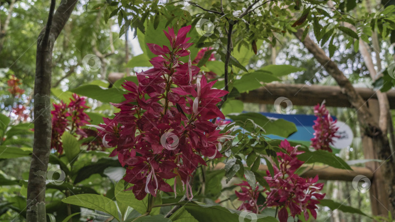 Скачать Красивое тропическое растение бразильский красный плащ, Megaskepasma erythro-chiamys фотосток Ozero