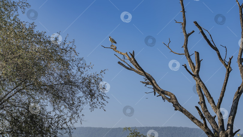 Скачать Черноголовый ибис Threskiornis melanocephalus фотосток Ozero