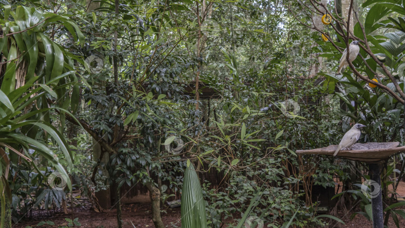 Скачать Белые птицы - колокольчик с голым горлом- Procnias nudicollis фотосток Ozero
