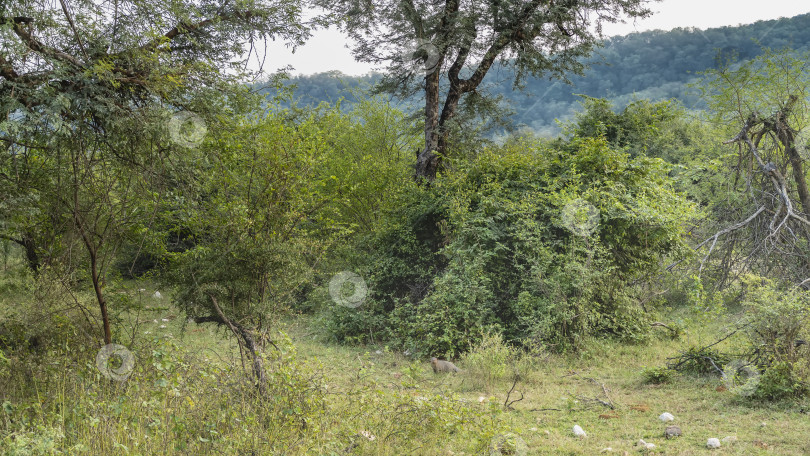 Скачать Мангуст стоит на траве в джунглях. фотосток Ozero