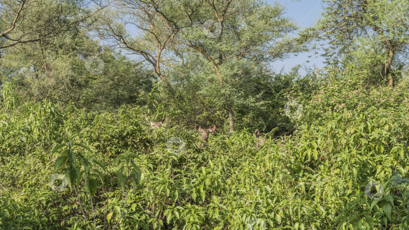Скачать Индийский самбарский олень Rusa unicolor прячется в густых кустах. фотосток Ozero