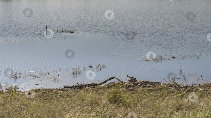 Скачать На берегу спокойного озера, среди травы, притаился крокодил. фотосток Ozero