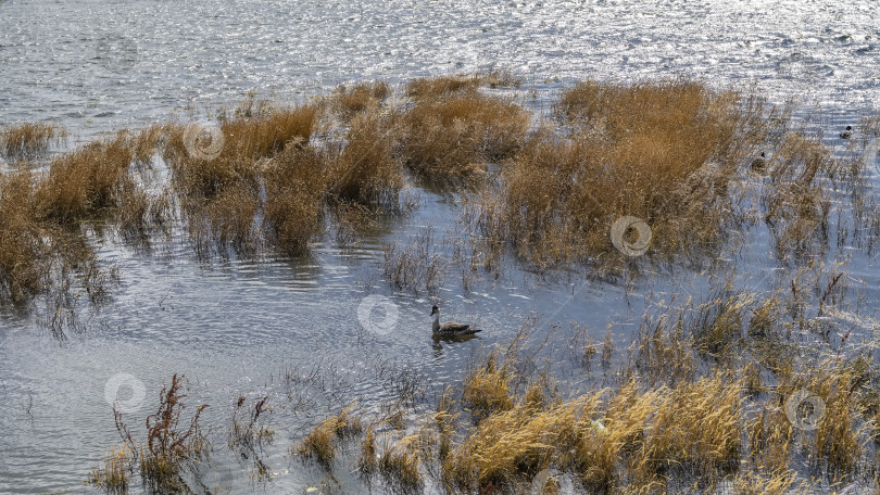 Скачать Утки плавают в голубом озере. фотосток Ozero