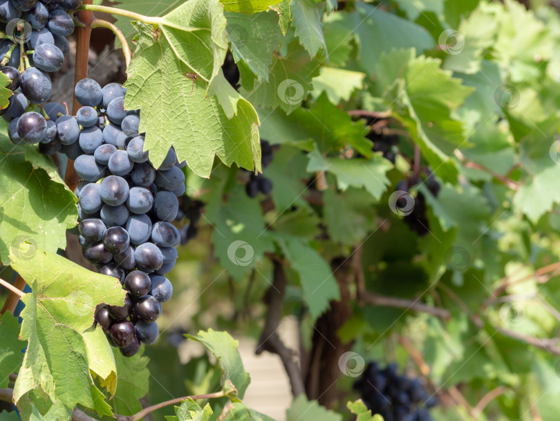 Скачать Крупный план гроздей спелого черного винного винограда на виноградной лозе. Пучки фотосток Ozero
