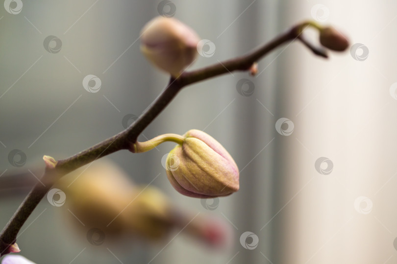 Скачать розовая цветущая орхидея на окне. крупный план. фотосток Ozero