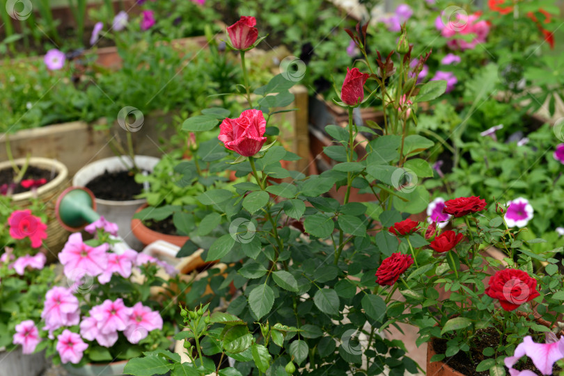Скачать Красивые цветы роз и петунии в теплице. Винтажный домашний сад и предметы для посадки, ботанический натюрморт с летними и весенними растениями фотосток Ozero