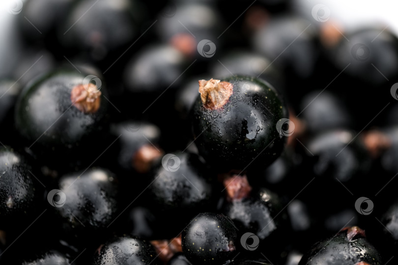 Скачать Абстрактный фон из свежей черной смородины. Макро-ягоды. фотосток Ozero