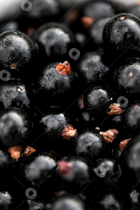 Скачать Абстрактный фон из свежей черной смородины. Макро-ягоды. фотосток Ozero