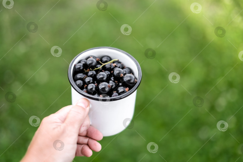 Скачать Женщины держат в руках чашку со свежей черной смородиной на фоне летнего сада. Концепция летнего сбора урожая. фотосток Ozero