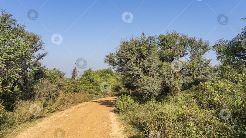 Скачать Грунтовая дорога для сафари изгибается в джунглях. фотосток Ozero