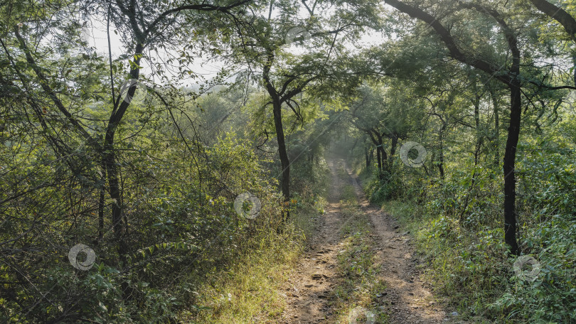 Скачать Узкая грунтовая дорога для сафари проходит через джунгли. фотосток Ozero