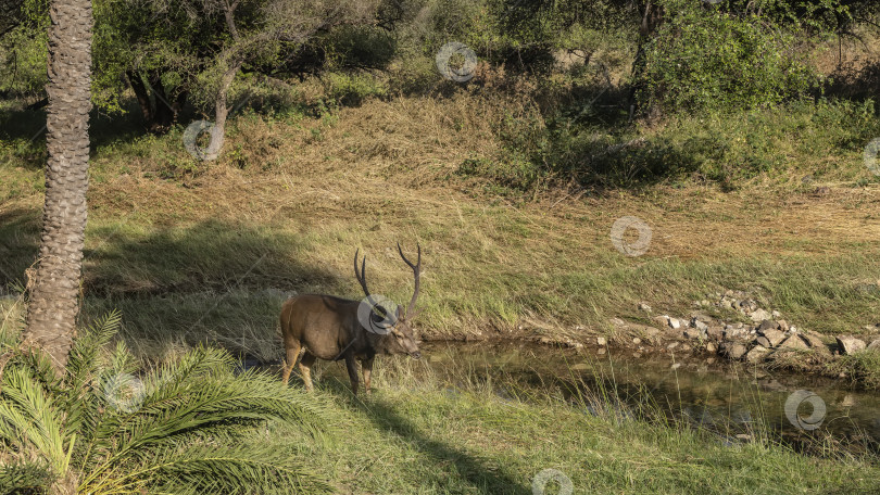Скачать Красивый индийский олень самбар- Rusa unicolor фотосток Ozero