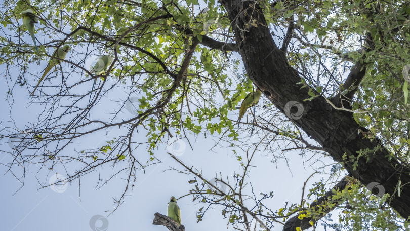 Скачать Зеленые индийские кольчатые попугаи Psittacula krameri сидели на ветвях. фотосток Ozero