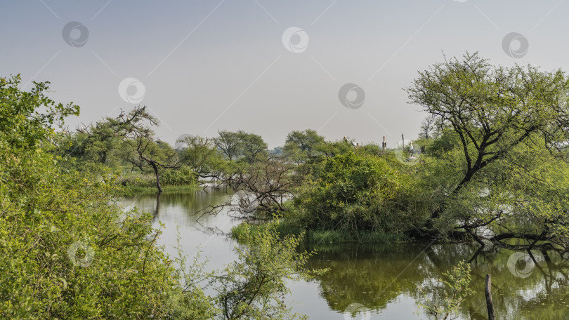 Скачать Пышные зеленые деревья растут на берегу озера в болотистой местности. фотосток Ozero