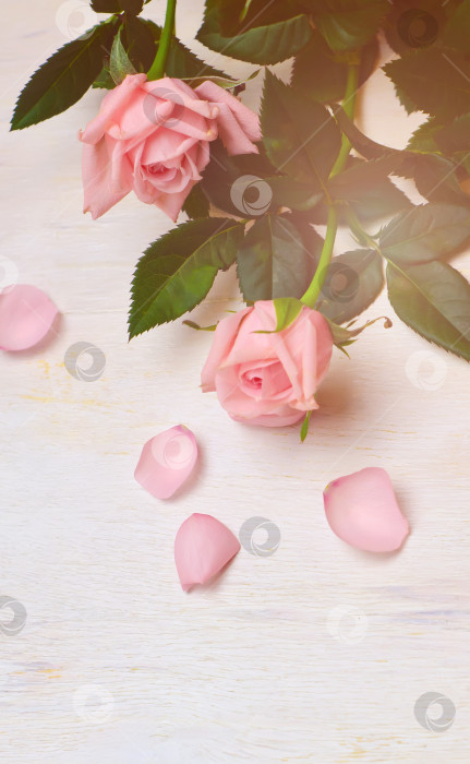 Скачать розовые розы и лепестки на деревянном белом фоне фотосток Ozero