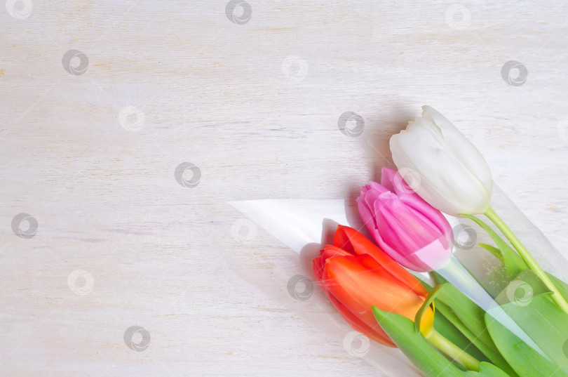 Скачать разноцветные тюльпаны на белом деревянном фоне фотосток Ozero